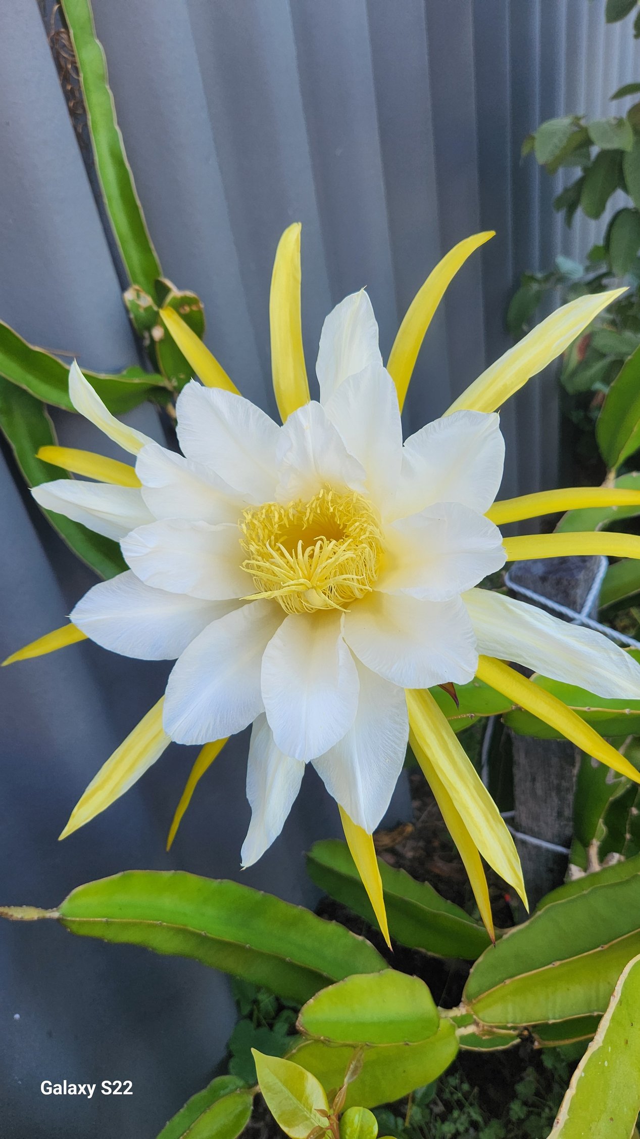 Dragon fruit flower